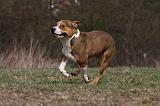 AMSTAFF ADULT 368